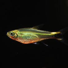 Costello Tetra