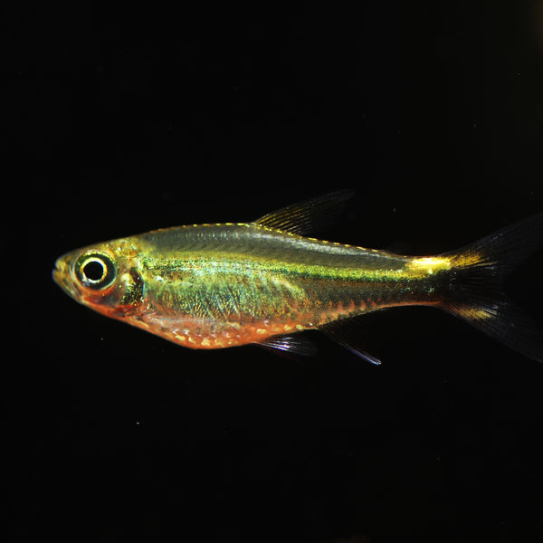★SLAMP★照明GOCCIA TETRA (ゴッチャ　テトラ)★お値引き可能★ Hemigrammus rodwayi 'Gold' Tetra – Radiant Elegance for Your Aquarium