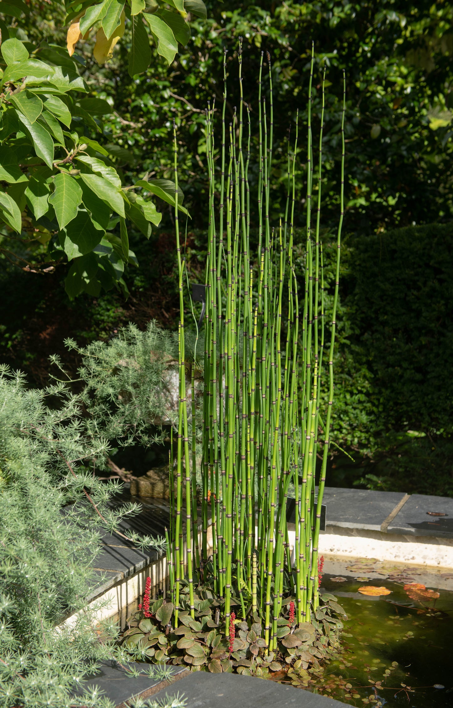 Horsetail Rush - 4" Pot