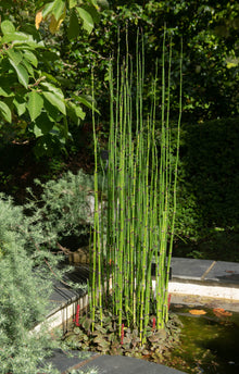 Horsetail Rush - 4" Pot