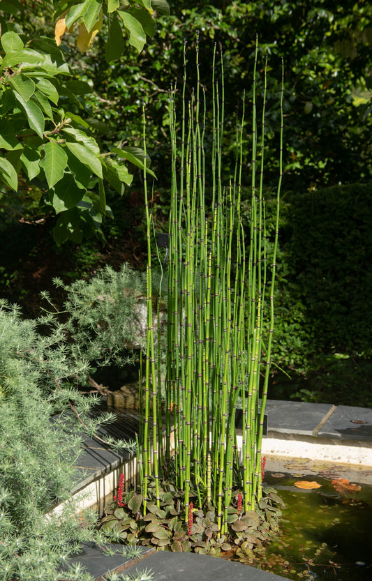 Horsetail Rush - 4" Pot