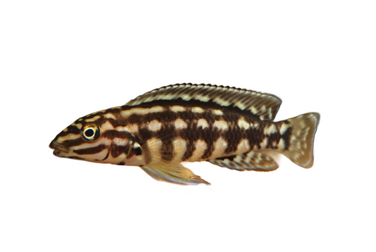 Julidochromis marlieri