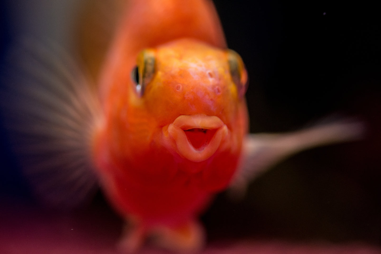 Blood Parrot Cichlid 2.5-3"