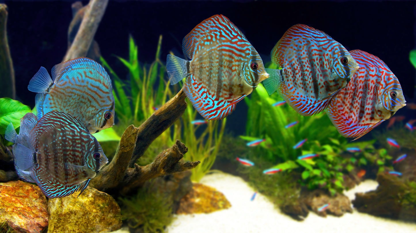 Red Turquios Discus-3"