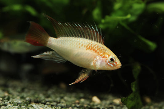 Apistogramma Viejita Sunshine PAIR