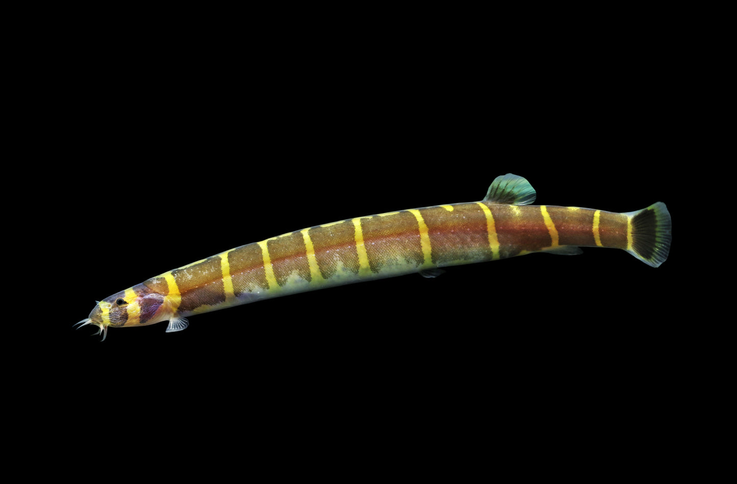 Giant Kuhli Loach