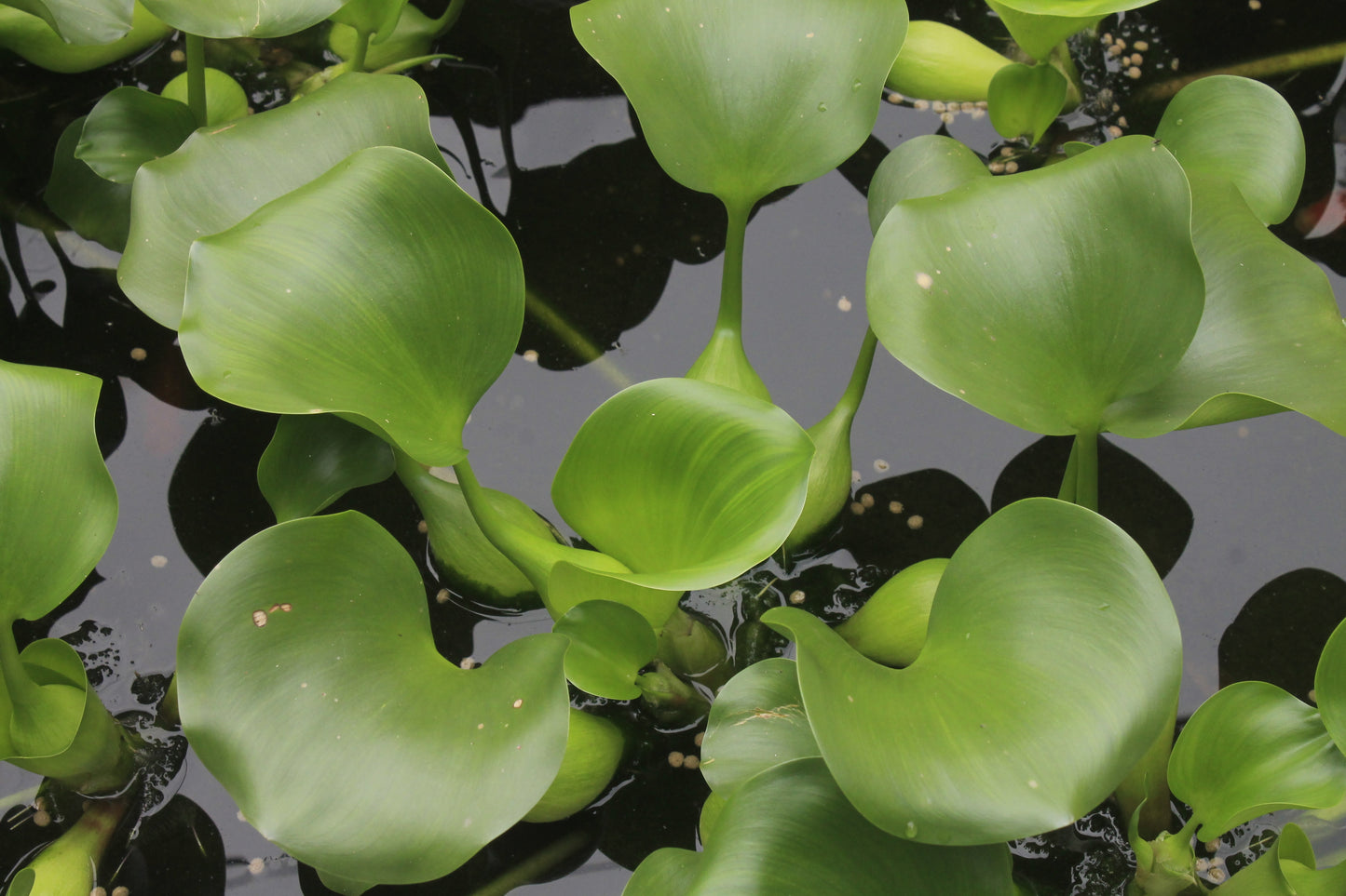 Water Hyacinth