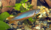Orange Finned Kyathit Danio