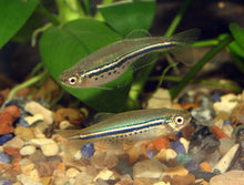 Dwarf Spotted Danio
