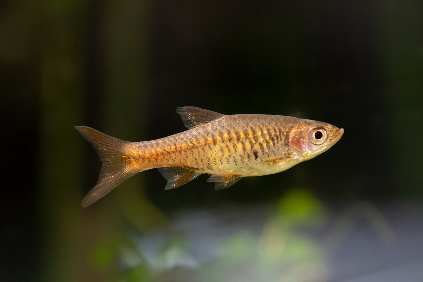 Volcano Rasbora