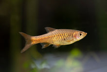 Volcano Rasbora
