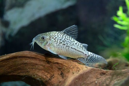 Sodalis Cory-L