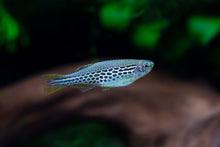 Orange Finned Kyathit Danio