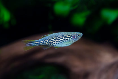 Orange Finned Kyathit Danio