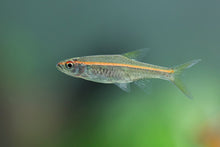 Red Line Rasbora