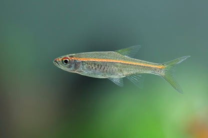 Red Line Rasbora