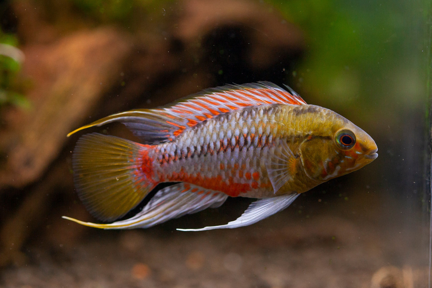 Apistogramma Hongsloi