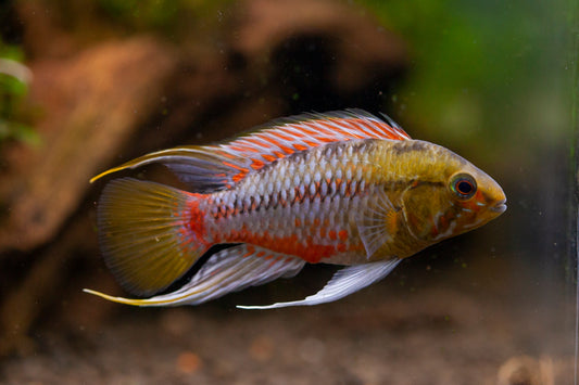 Apistogramma Hongsloi
