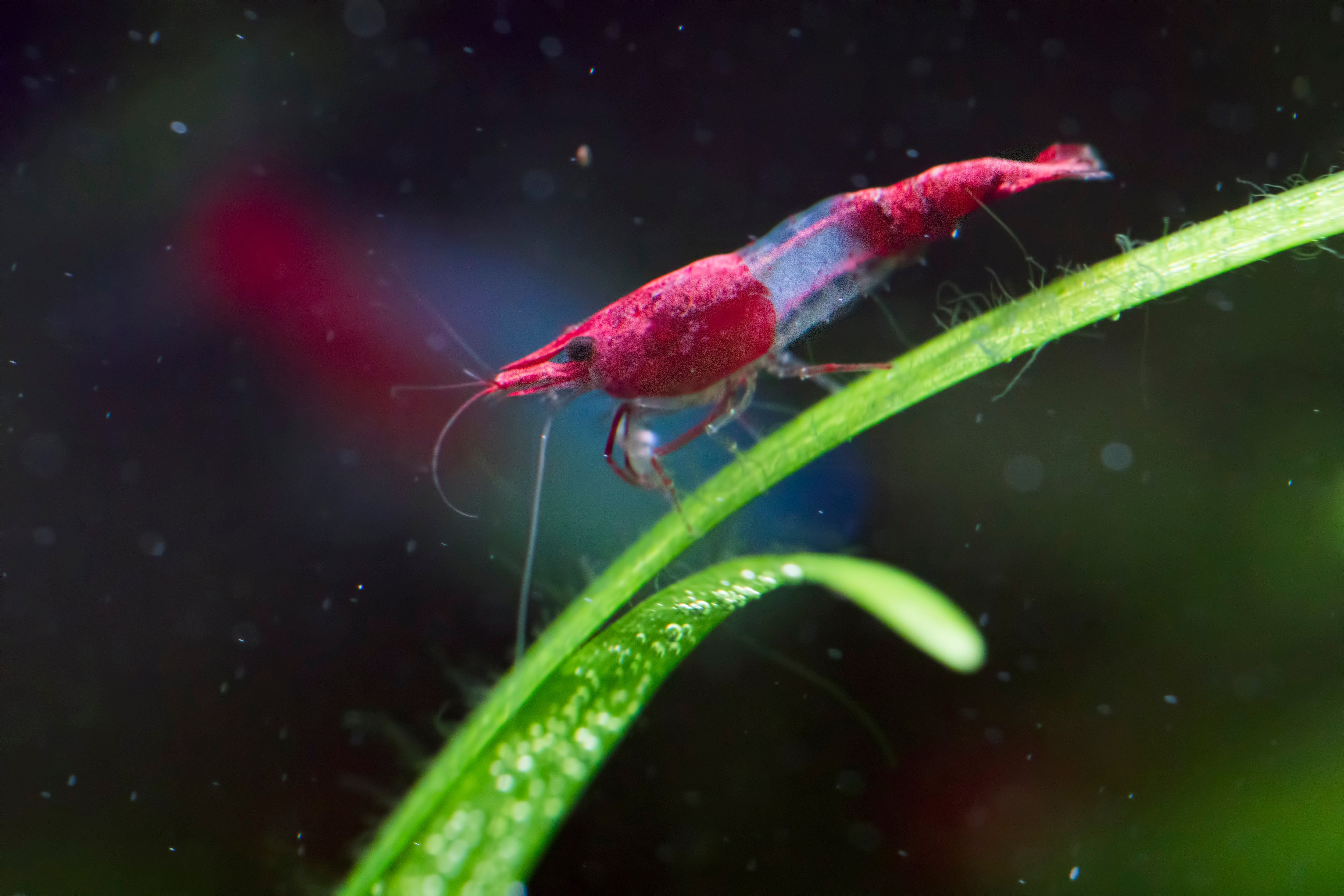 Red Rili Shrimp – Nu Aqua