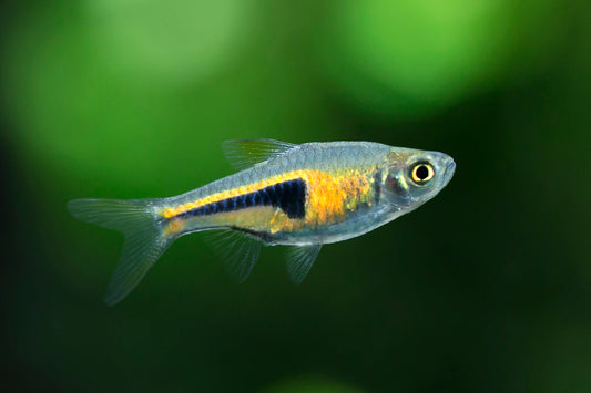 Glowlight Rasbora
