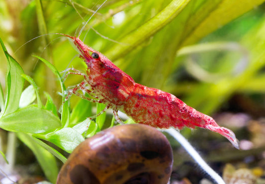 Red Cherry Chrimp 5 Pack