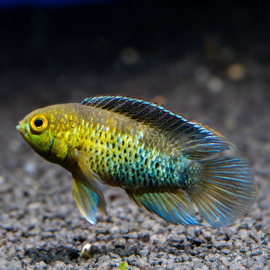 Nannacara anomala