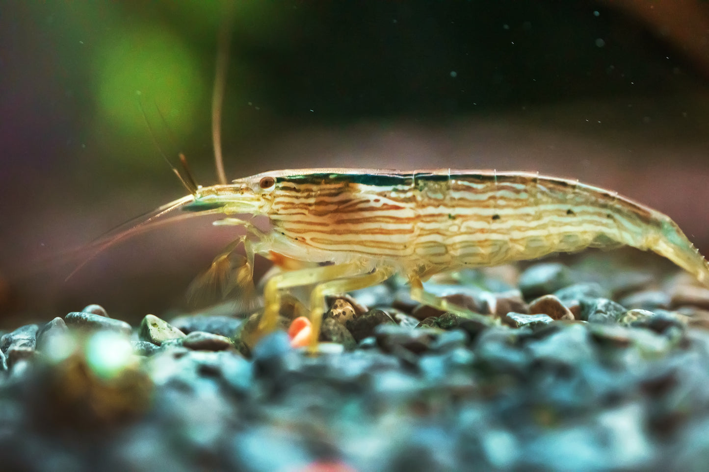 Bamboo Shrimp-XL