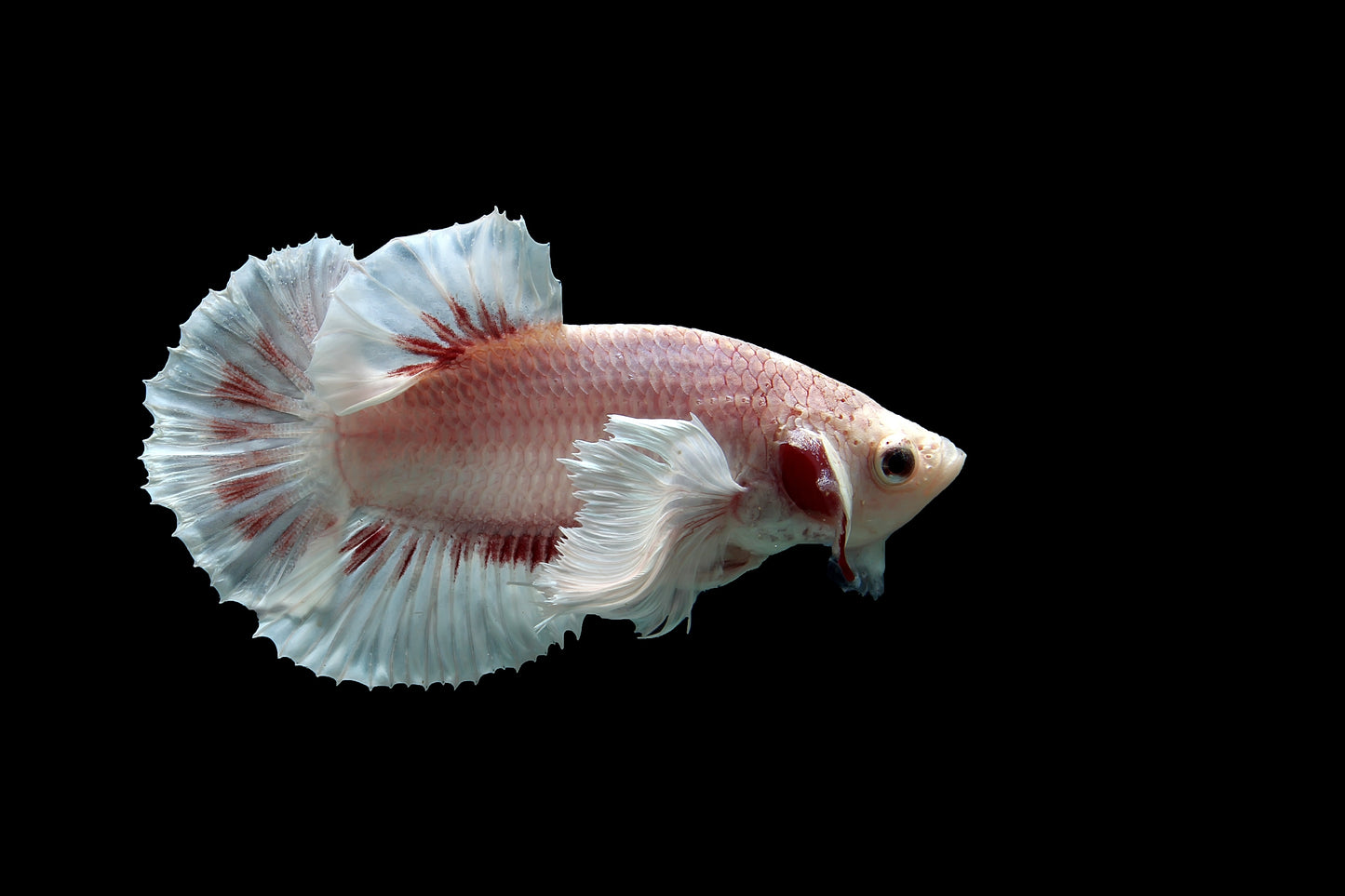 White Dumbo Betta Male
