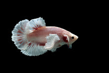 White Dumbo Betta Male