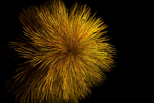 Myriophyllum Mattogrossense- Red