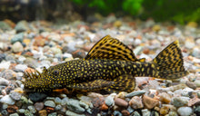 Lemon Drop Bristlenose Pleco