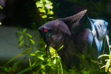 Black Angelfish-S