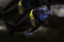 Tropheus Duboisi-3-4'