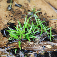 Eriocaulon sp. Vietnam Pot