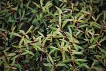 Nesaea Pedicellata Golden