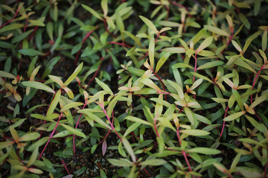 Nesaea Pedicellata Golden
