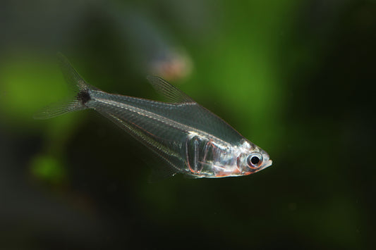 Pi Tetra