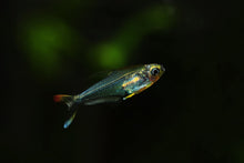 Hummingbird Tetra