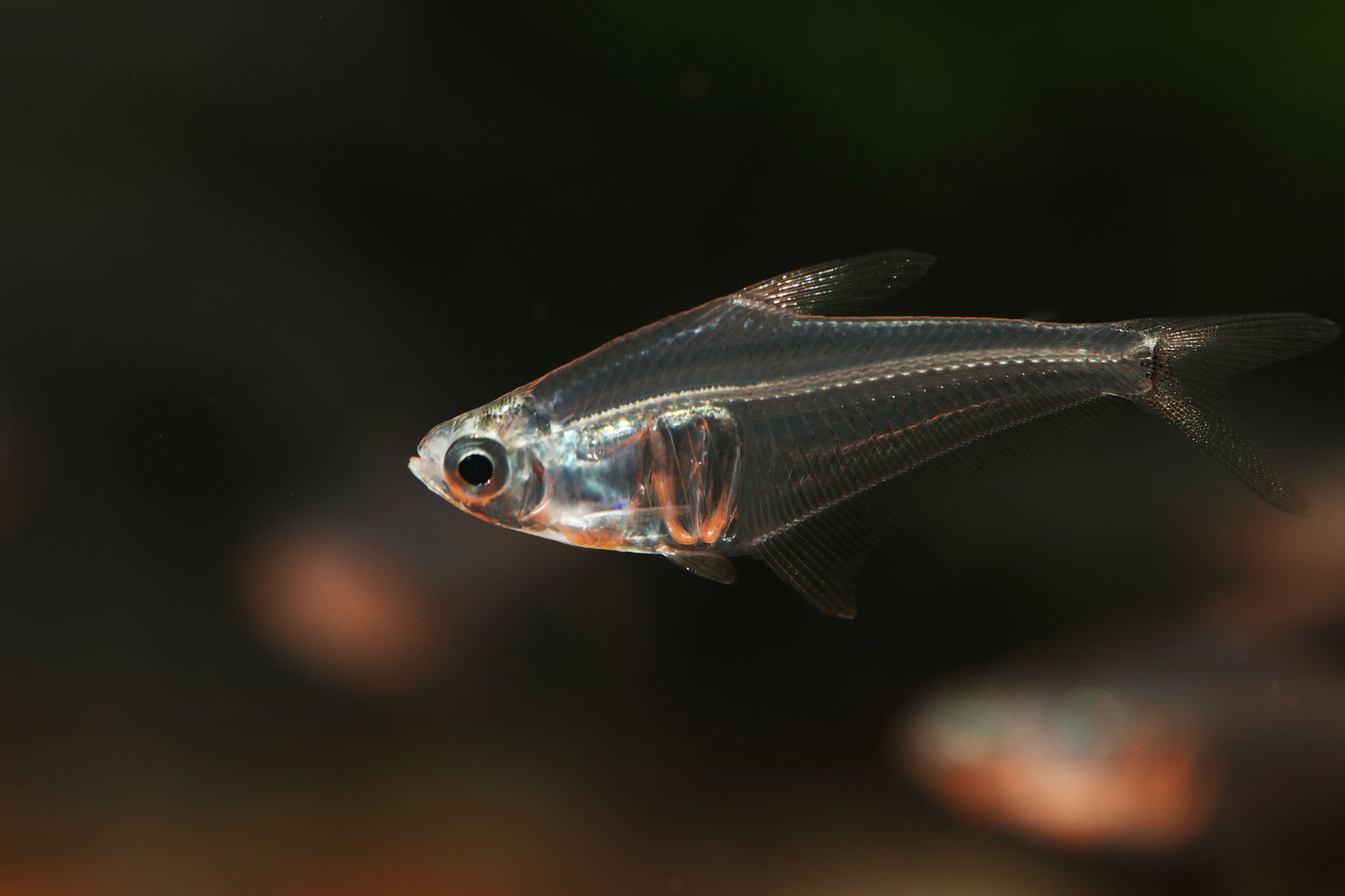 Pi Tetra