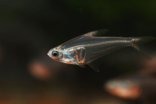 Pi Tetra