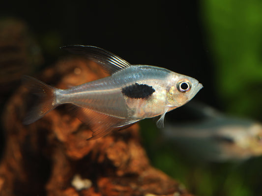Crystalline Rosy Tetra