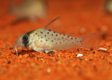 Fairy Spot Cory