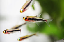 Tucano Tetra