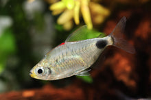 Blood Cap Moon Tetra