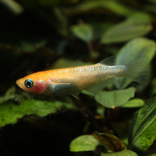 Orange Medaka Ricefish-L