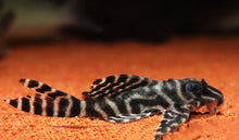 L333 Yellow King Tiger Pleco - Small