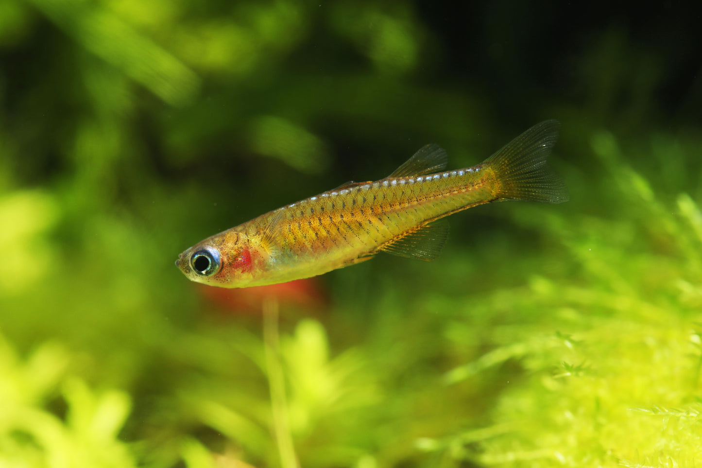 Red Neon Blue Eye Rainbowfish