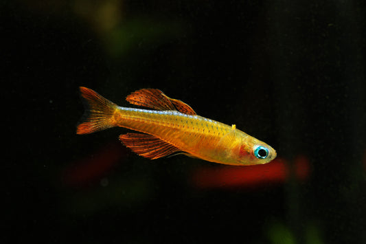 Red Neon Blue Eye Rainbowfish