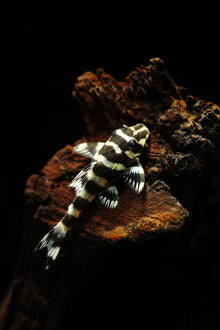 L134 Leopard Frog Pleco