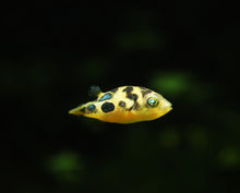 Pea Puffer